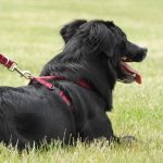 <strong>To what end do dog collars serve? Important</strong>