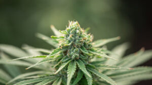 Exotic THCa Flower with Rare Terpenes and High Cannabinoids