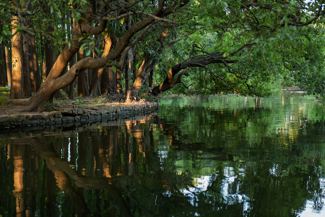 serene view of a lush forest and calm water reflecting the trees